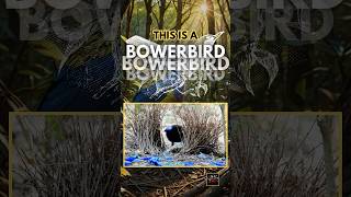 The Bowerbirds MATING Ritual shorts facts animals animal [upl. by Caia]