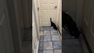 Moonshine that is the spare room cat cuteanimal catsofyoutube kitten [upl. by Nirraj]