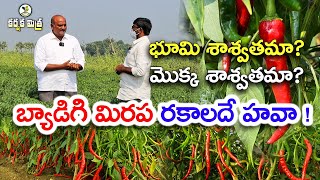 మిరప సాగులో కొత్త టెక్నాలజీని నమ్మండి  Success Story of Chilli Farmer  Karshaka Mitra agri [upl. by Eremaj]