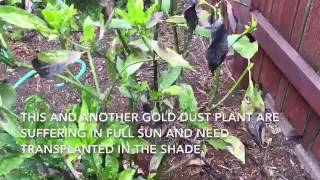 Transplanting gold dust plant Aucuba japonica [upl. by Acinomed]