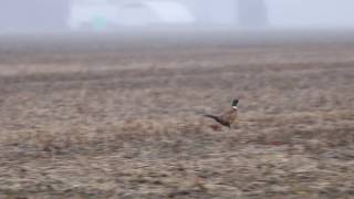 Ringnecked Pheasants running [upl. by Bayer]