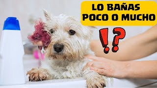 🔴Cada CUANTO se debe BAÑAR un Perro CACHORRO ⏩ Aprende Cómo BAÑAR tu PERRO para que NO se ENFERME✅ [upl. by Eelame]