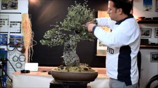 Bonsai Alambrando un alcornoque [upl. by Danielle]