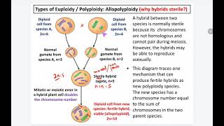 73 k Allopolyploidy [upl. by Noislla]