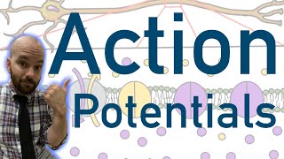 Action Potentials  Animated Explained Graphed [upl. by Abate]