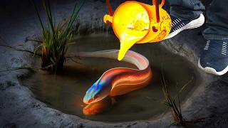 Electric Eel vs Lava [upl. by Bowra]