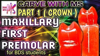 CARVE MAXILLARY FIRST PREMOLAR  PART 1 Step by step  With proper Instructions  DRAW WITH MS [upl. by Poppas]