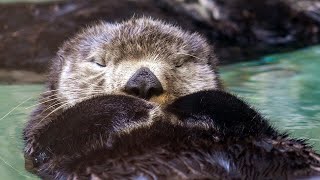 Live sea otter  fur seal cam  Seattle Aquarium [upl. by Austen]