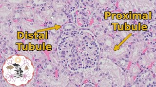 Kidney Histology  Proximal vs Distal Tubules  Urine for a Good Time [upl. by Pollux]