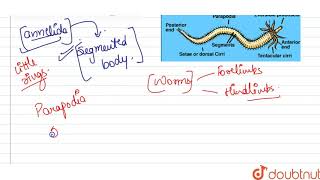 Eumerate locomotory organs or annelids [upl. by Bab634]