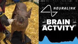 FULL REVEAL Elon Musks Neuralink chip tested live in pig brains [upl. by Jimmie]