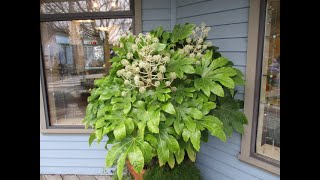 Fatsia japonica are great in containers [upl. by Bobbe]