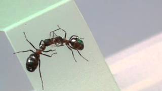 red wood ants trophallaxis  2 [upl. by Auqemahs]