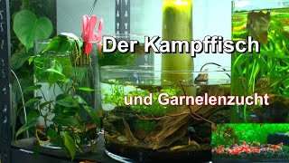 Der Kampffisch und seine Garnelen im Nanoaquarium und Garnelenzucht Projekte mit den Aquarien [upl. by Delinda]