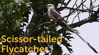 Scissortailed Flycatcher Sky Dancer [upl. by Shivers]