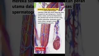 Spermatogenesis biology reproduction healthylifestyle biologi pelajaranbiologi viralvideo fyp [upl. by Lezlie]