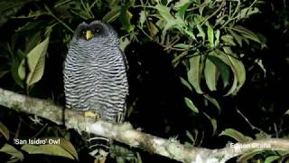 The San Isidro quotmysteryquot Owl in Cosanga Ecuador [upl. by Latt]