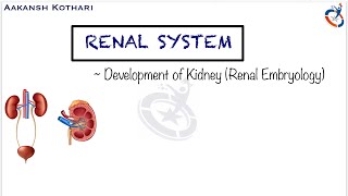 Development of Kidney  Nephrogenesis  Renal System Embryology by Aakansh Kothari [upl. by Swainson]