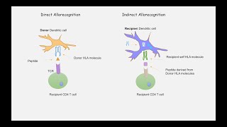 Part 9 Mechanism of Transplant Rejection and Types of Transplant Rejection [upl. by Asiak]