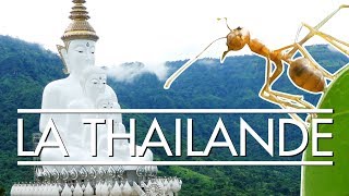 La Thaïlande  le royaume des fermes dinsectes  LCM 3 [upl. by Leivad]