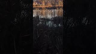 A old video I took at fishlake meadows nature reserve on 23rd November 2021 nature [upl. by Latsryc42]