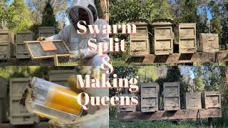 Beekeeping  A typical day of a backyard beekeeper Swarm collection splitting and breeding Queens [upl. by Suidualc]