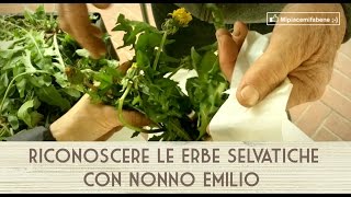 Riconoscere Le Erbe Selvatiche con Nonno Emilio [upl. by Foushee503]