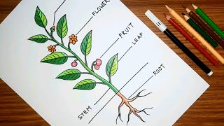 How to draw PARTS OF A TREE 🌳  Parts of a plant drawing easy  গাছের বিভিন্ন অংশ অঙ্কন [upl. by Lrub]