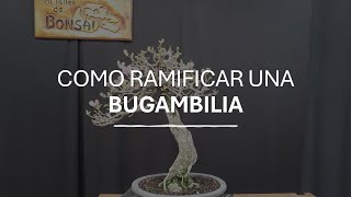 Cómo RAMIFICAR una Bugambilia [upl. by Longan481]