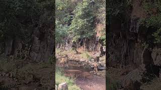 Tigress Arrowhead T84 With Cubs Zone 2 Ganesh Mandir Parikrama Marg 🌳🙏Ranthambhore National Park [upl. by Cristian]