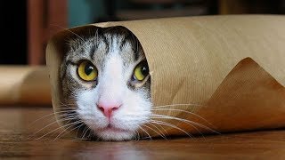 Funny Cats Compilation Most Popular Part 2 [upl. by Odlauso220]