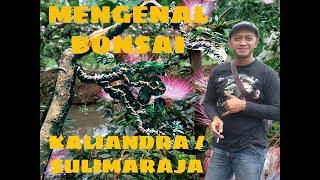 BONSAI KALIANDRA SURINAMESIS  SULIMARAJA [upl. by Dumas589]