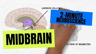 2Minute Neuroscience Midbrain [upl. by Eanaj]