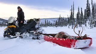 FULL Season Winter Caribou Hunt  ALASKA 20232024 [upl. by Imot274]