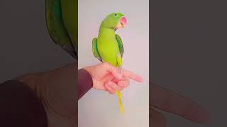 10 million views plz parroteducation parrot parrottalking [upl. by Neehahs660]