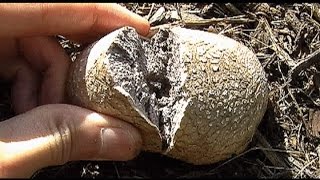 Puffball and Earthball Fungi Mushrooms [upl. by Tracee]