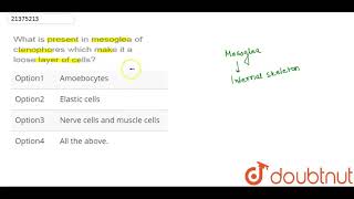 What is present in mesoglea of ctenophores which make it a loose layer of cells [upl. by Harrington]