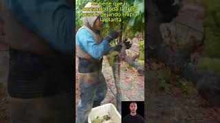 Cosecha de uva reels viralvideo video viralreels agriculture [upl. by Linson]