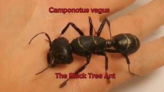 The black ant is a treecreeper Camponotus vagusants antfarm [upl. by Gill860]