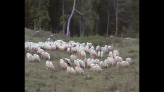 preparation a la transhumance au betsula a LARRAU [upl. by Ninnette]