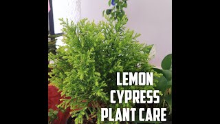 Lemon cypress plant carejuniper plant लेमन साइप्रस को कैसे बचाए गर्मी में garden up [upl. by Verge]