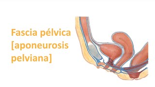 Fascia Pélvica Aponeurosis pelviana [upl. by Melisent]