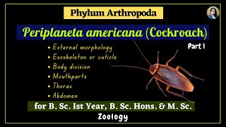 Periplaneta americana cockroach  Part 1  Zoology  B Sc Ist Year [upl. by Elraet]