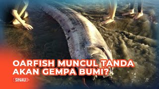 Mengenal Oarfish yang Sering Dikaitkan dengan Gempa Bumi [upl. by Rolfe]