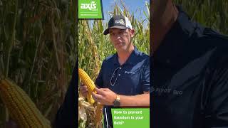 How to prevent fusarium in your field [upl. by Franz]