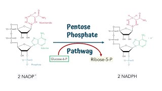 Pentose Phosphate Pathway  Hexose Monophosphate Shunt  Steps and Process [upl. by Alleris58]