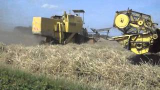 moisson du blé battage harvest avec 2 moissonneuses batteuses Clayson M133 à Estaires 59 Nord [upl. by Rutan]