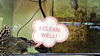 The Cleaning Power of Pleco AKA the Janitor Fish [upl. by Alhan983]