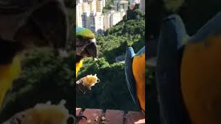 Wild Macaws Nature’s Vibrant Acrobatics like viralvideo subscribe wildlife foryou shorts [upl. by Nyrraf546]