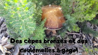 Des cèpes bronzés et des coulemelles à gogo [upl. by Haerr]